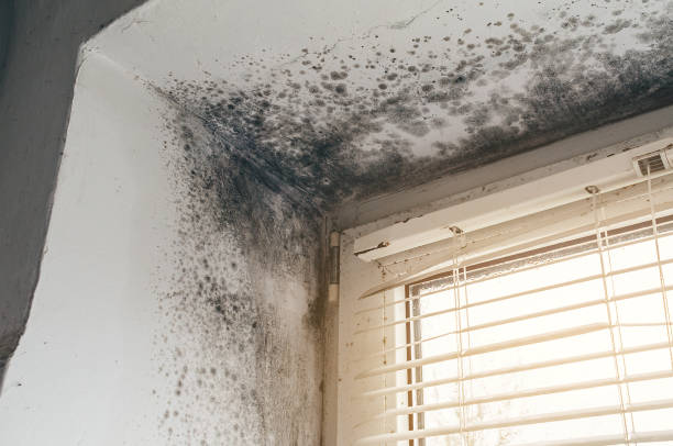 Affordable Mold Cleanup solutions in North Bergen, NJ